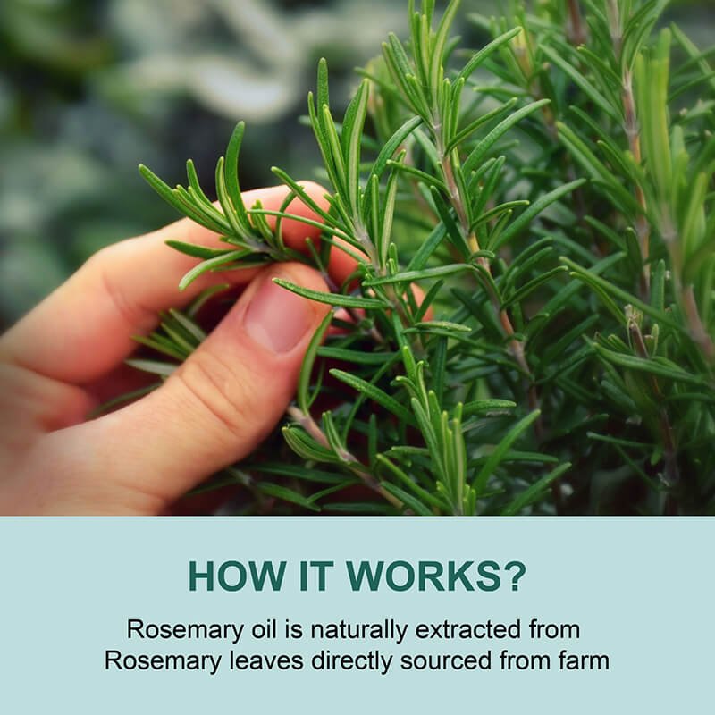 Rosemary Hair Growth Oil